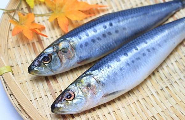 今年はいわしが豊漁