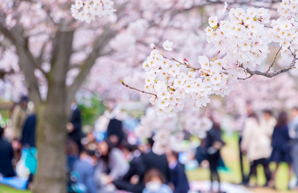 「職場の行事」としての花見はもう流行らない？（イメージ）