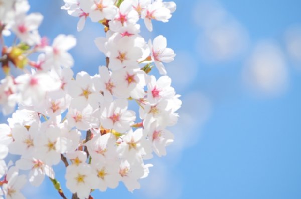 桜の開花時期と景気にはどんな相関があるか？
