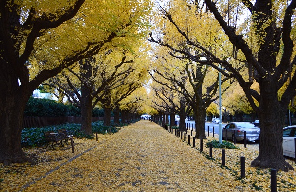 毎年秋には神宮外苑のイチョウ並木に多くの人が集まる