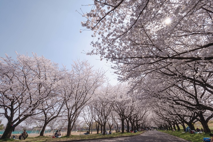 「職場で花見」の風習はもはや前近代的か（イメージ）