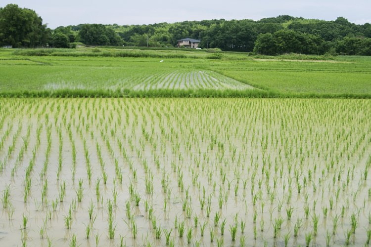 今年は冷夏で米不足も懸念されているが…（イメージ）