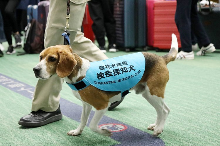 日本でもアフリカ豚コレラの上陸を警戒（羽田空港。写真：時事通信フォト）