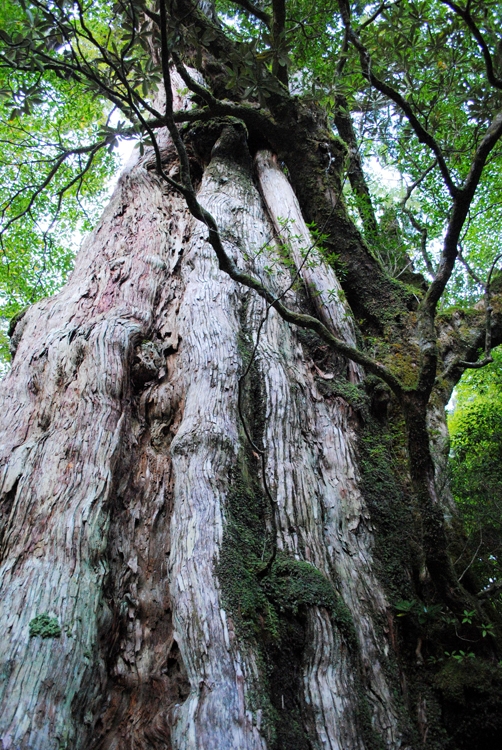 鹿児島県・屋久島で唯一、車窓から見ることができる紀元杉（写真提供／鹿児島県観光連盟）