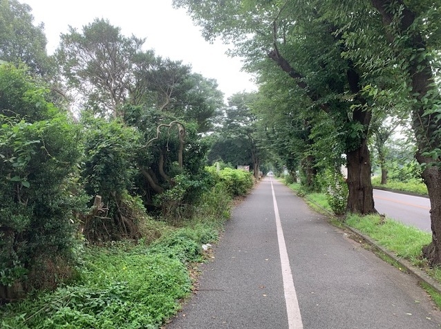 片側1車線の海軍道路は生活道路として利用されている