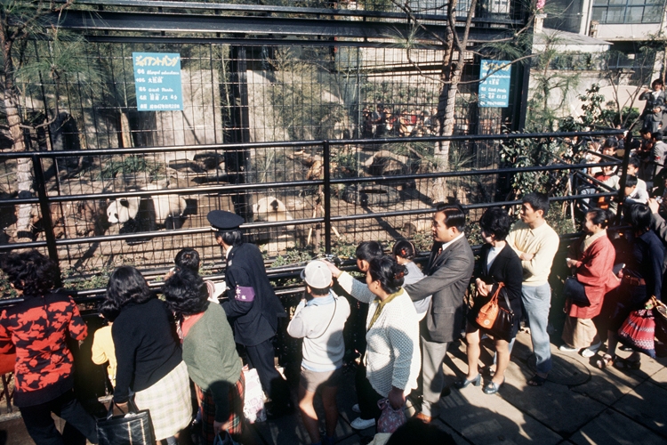 カンカンとランランを見る大勢の入園者（写真は1972年の上野動物園、時事通信フォト）