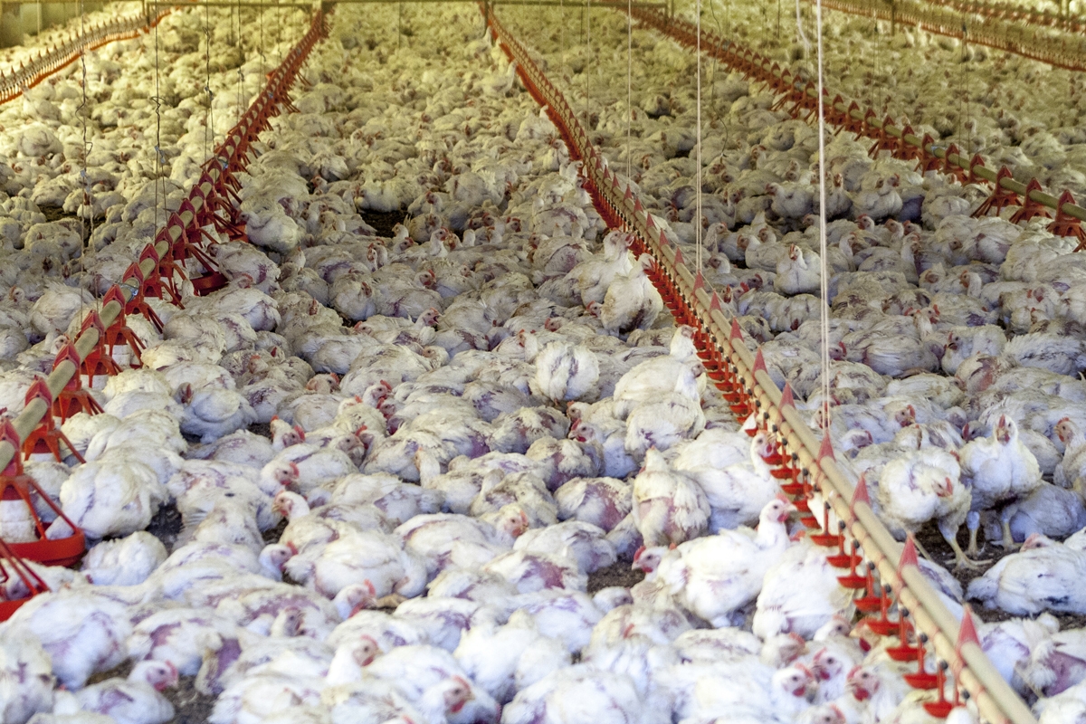 すし詰め状態で飼育するブラジルの養鶏場（Getty Images）