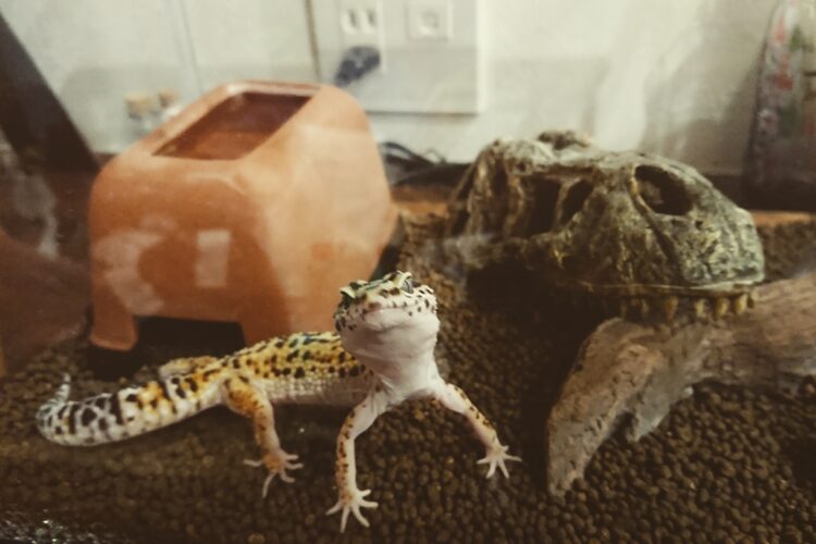 爬虫類は飼育禁止と言われてなかったけど…（写真はヒョウモントカゲモドキ。イメージ）