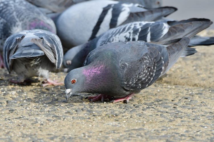 「鳩の餌やりおじさん」にどう対処する？（イメージ）