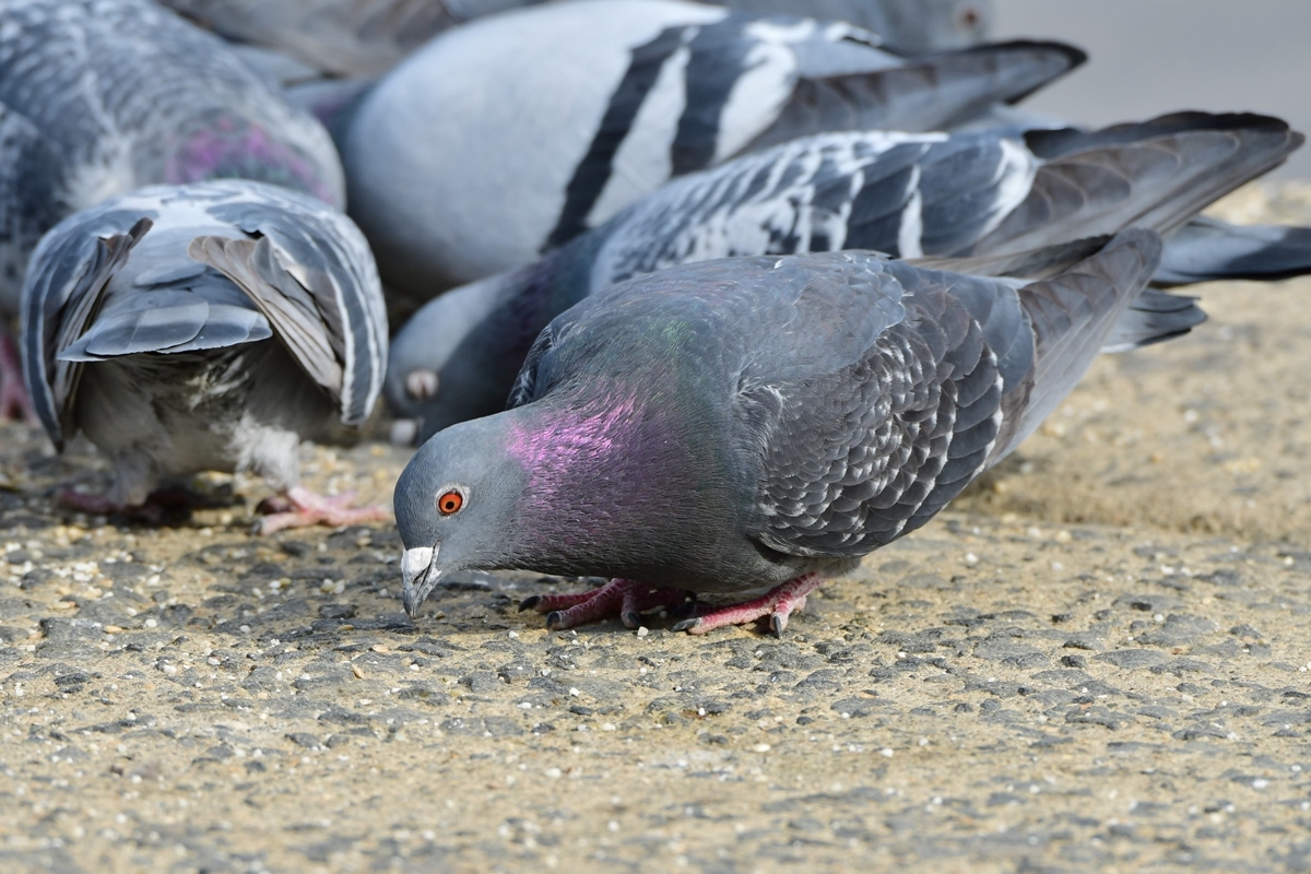 鳩の餌やりおじさん に大迷惑 やめさせる方法はないか弁護士に聞いた マネーポストweb