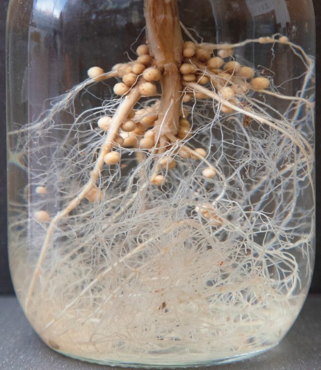 根粒菌は土壌微生物の一種で、根についた根粒というこぶのようなものの中に住んでいる。大気中の窒素をアンモニアに変換し、生育に欠かせない窒素を植物に供給している