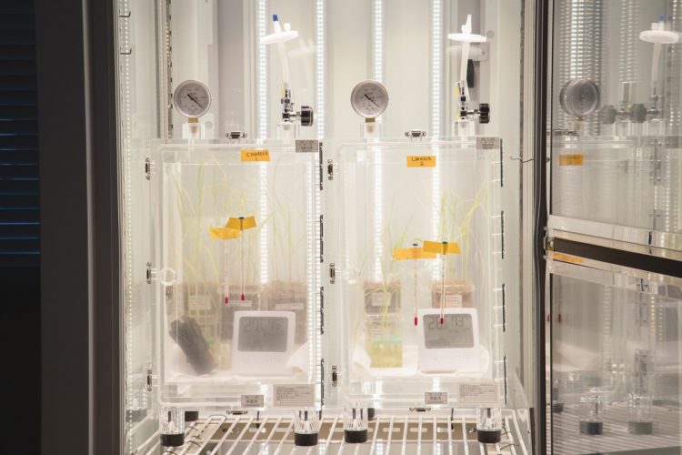 CH4発生が少ないイネを開発するため、研究室では様々なイネを生育している