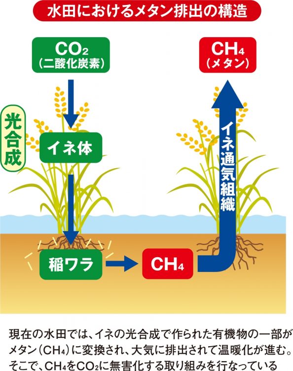 水田におけるメタン排出の構造