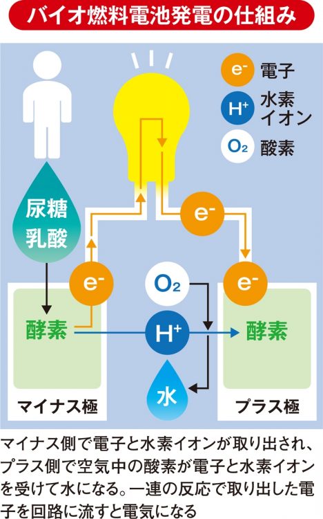 バイオ燃料電池発電の仕組み