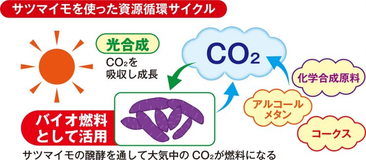 二酸化炭素と太陽光を有効利用し生育するサツマイモ。燃料用のため、化学成分混じりの下水を栽培用にまわせるのも強み