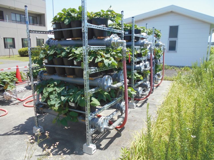 サツマイモは晴天時の30％ほどの日照量でも育つため、栽培棚へ苗を立体的にセット。空中に栽培面積を拡大し収量増を実現する