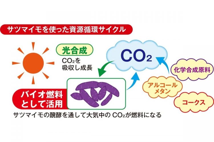 二酸化炭素と太陽光を有効利用し生育するサツマイモ。燃料用のため、化学成分混じりの下水を栽培用にまわせるのも強み