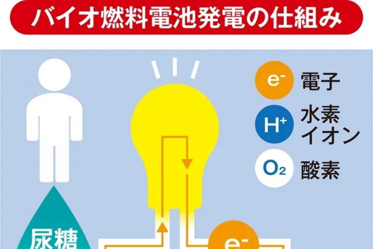 バイオ燃料電池発電の仕組み