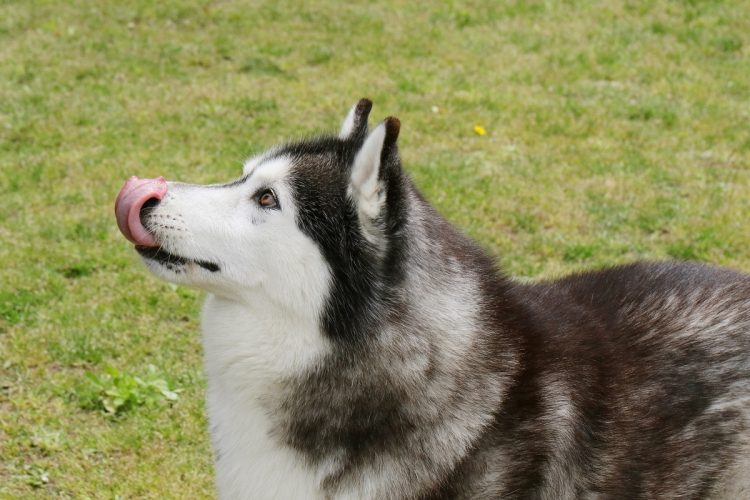 愛犬にかけるお金は人それぞれ（写真はイメージ）