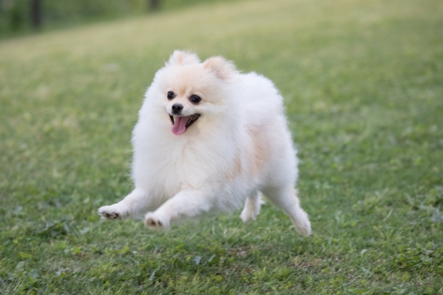 ポメラニアンも人気の犬種だ（写真はイメージ）