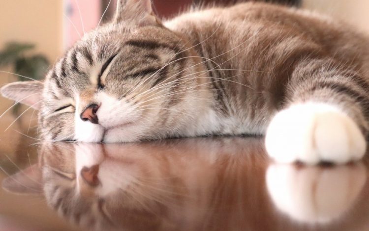 飼い主たちの葛藤をよそに、部屋で気持ちよさそうにくつろぐ猫ちゃん（イメージ）