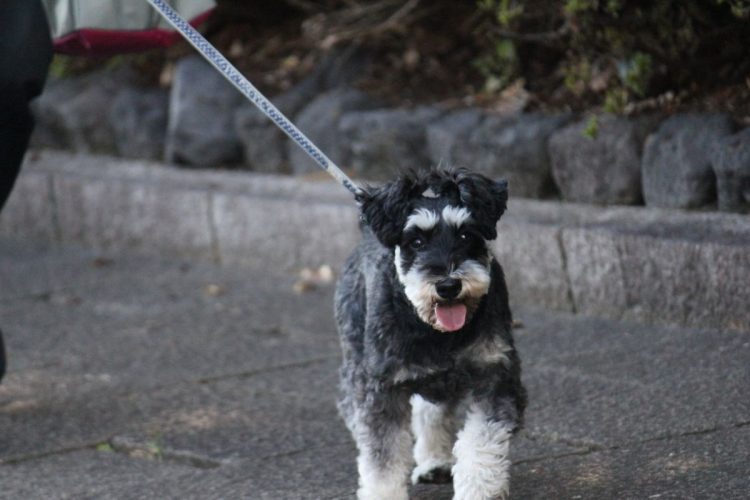 しつけに悩む愛犬家は多い（イメージ）