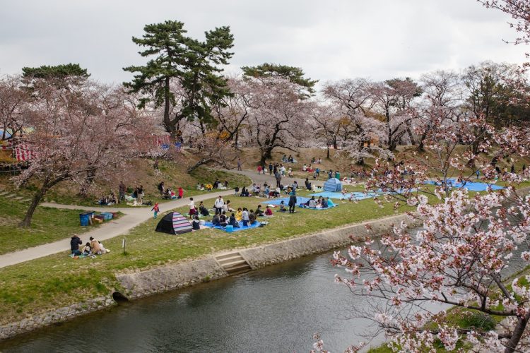 春を迎え、愛知県・岡崎城周辺に広がる800本の桜の花見を楽しむ人々（写真／Getty Images）
