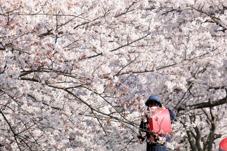 桜の開花とともにやって来る入学式シーズンも春の風物詩（写真はイメージ）