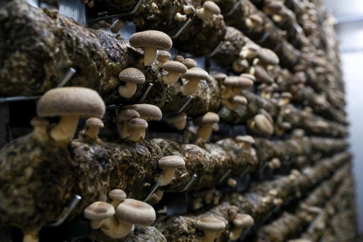 中国湖北省石燕市で栽培されている大量のシイタケの菌床（写真／Getty Images）