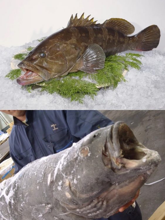 高級魚のクエ（上）とアブラボウズ（下）。見た目は違うが切り身になると見分けがつかないという（時事通信フォト）