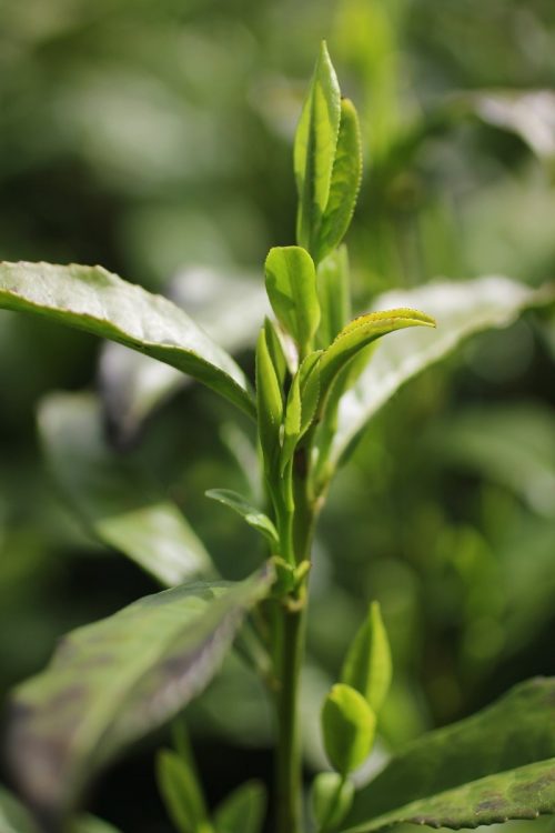 宇治茶などのブランド食材は産地偽装の標的となりやすい（時事通信フォト）