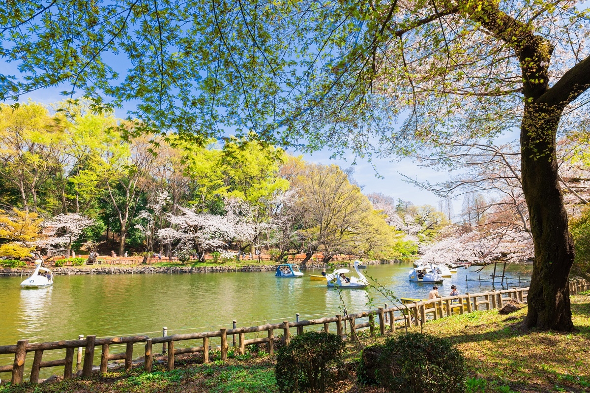 住みたい街ランキングの上位常連の吉祥寺。実際に住んで感じたがっかりした点は？（写真は井の頭公園）