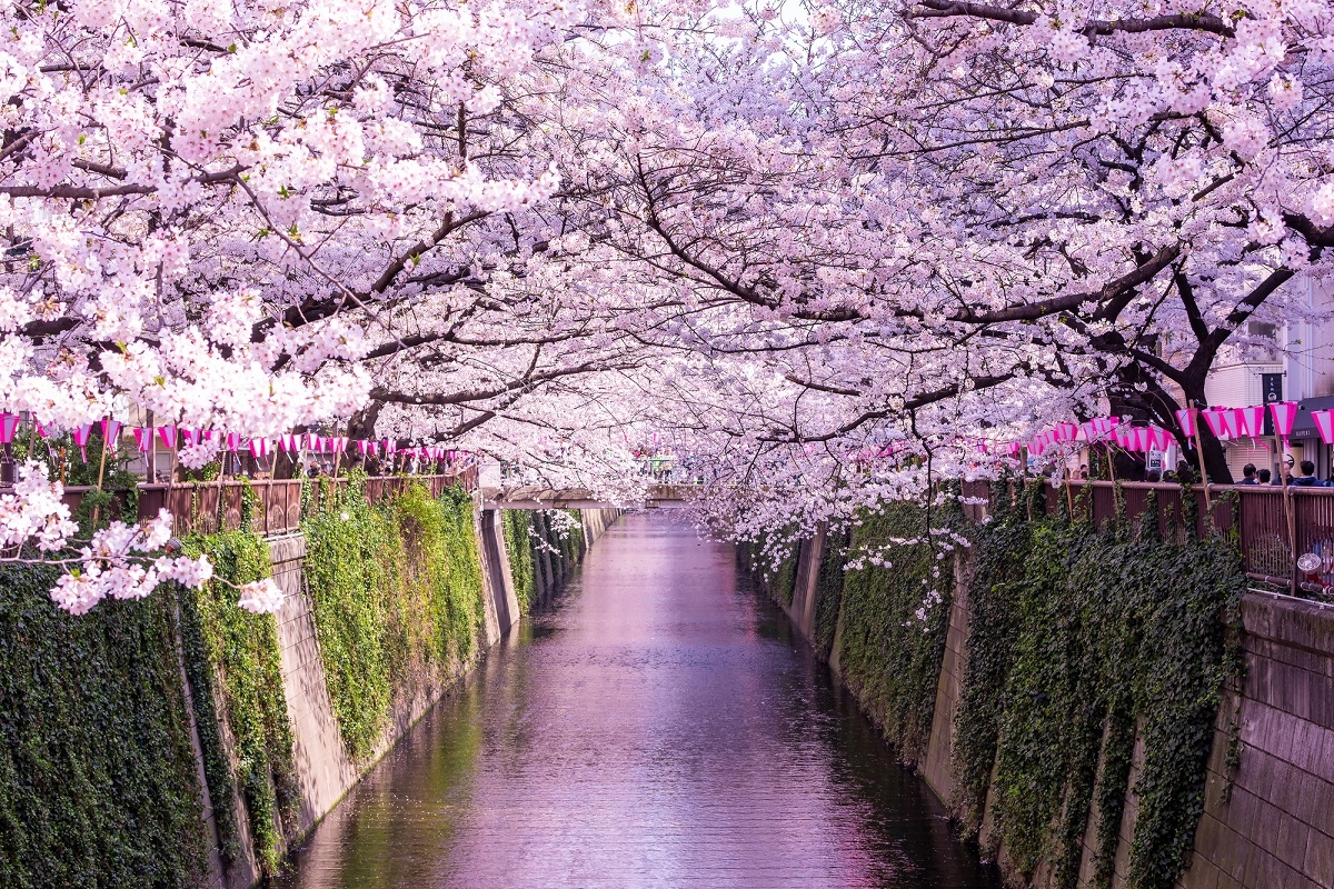 桜の季節には大勢の人が訪れる中目黒