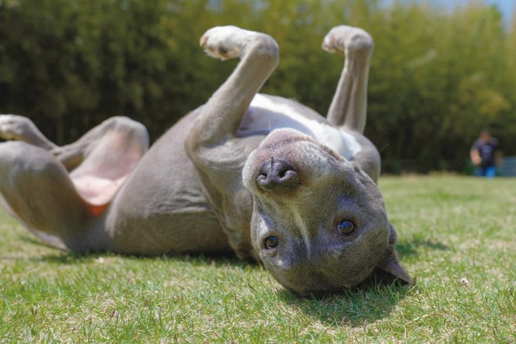 愛犬も高齢になれば、足腰が弱り、病気で思うように動けなくなり、介護が必要になる（撮影／内海裕之）