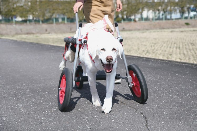 犬用車椅子（はな工房）