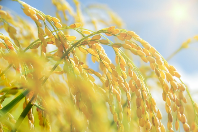 アキ（秋）は稲の稔りと収穫を意味する（写真はイメージ）