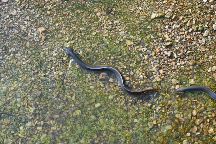 できるだけ自然に近い環境を作るため、養鰻池の底には砂利を敷いている（撮影／太田真三）