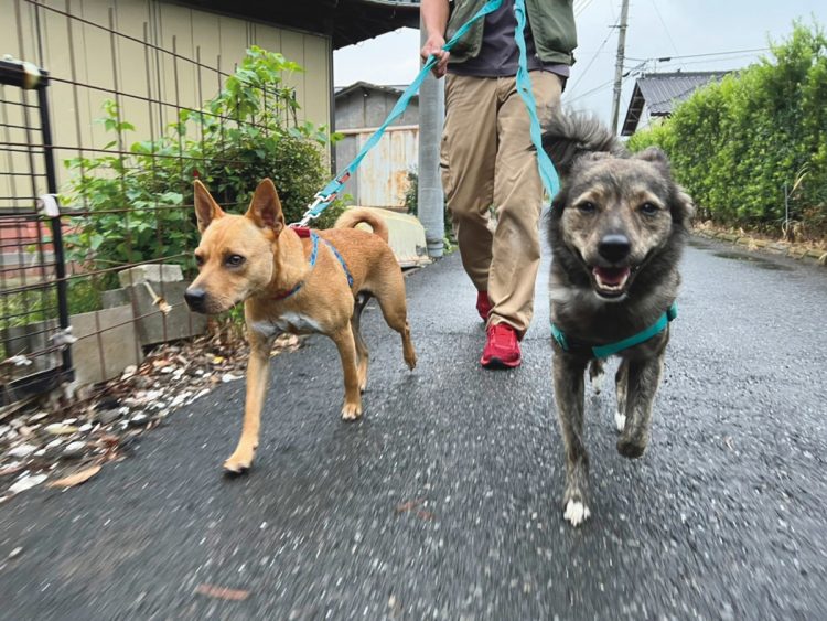 犬の散歩は、朝6時からと夕方4時からの1日2回。散歩時間は1組20分ほど