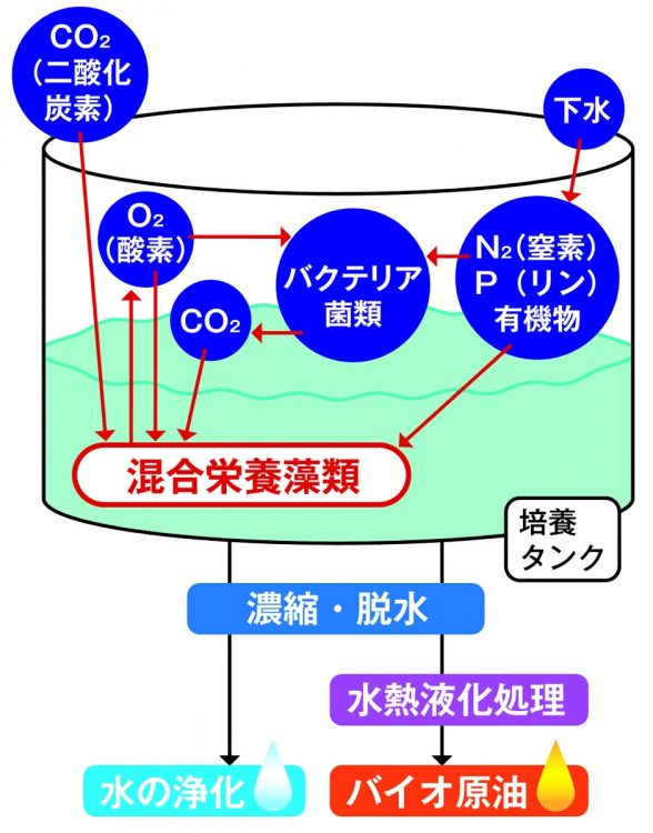 藻類の原油変換は、「培養」「濃縮・脱水」「水熱液化処理」の3過程。混合栄養藻類は光合成で二酸化炭素を吸収し、酸素を出す