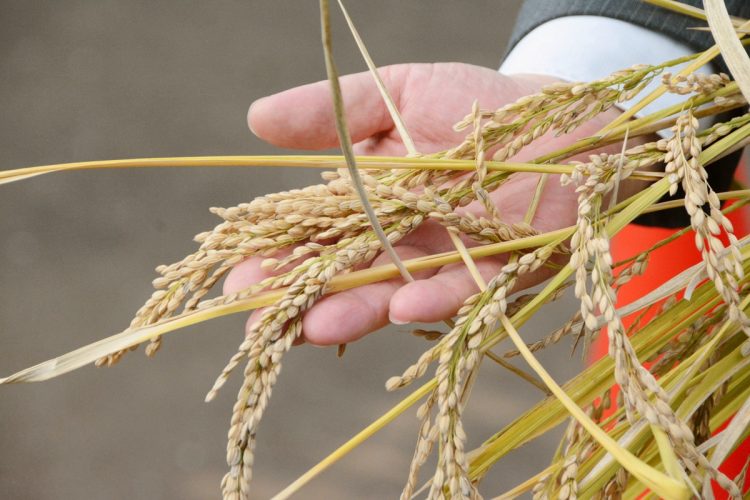 ゲノム編集された稲。ものによっては収穫量が減る異変も（写真／共同通信社）