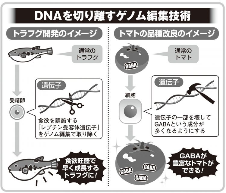 DNAを切り離すゲノム編集技術