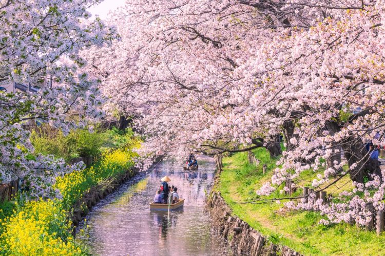 春の旅行をお得に楽しむなら、まず「全国旅行支援」をフルに活用したい（写真／AFLO）