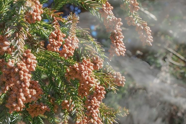 物価高時代でも容赦なく花粉は飛散してくる…