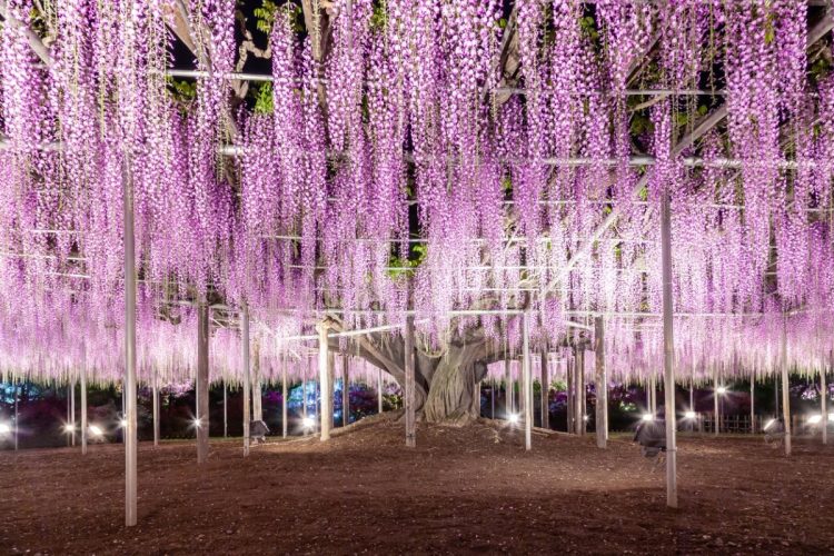 「あしかがフラワーパーク」では藤の花のライトアップが行われる（写真：イメージマート）