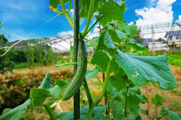 家庭菜園はさまざまな可能性を秘めている（イメージ）