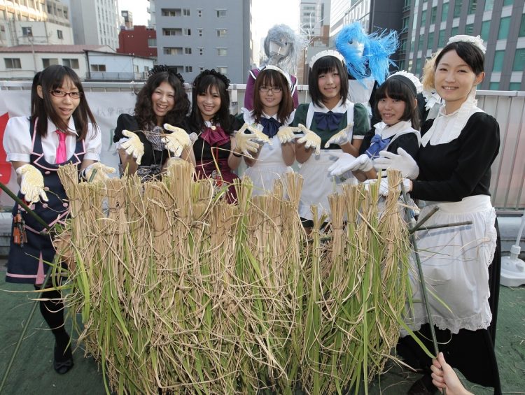 食料自給率向上を訴えるNPO法人が秋葉原のビルの屋上に約20個のバケツを並べた「秋葉原菜園」を作り米を栽培。メイドさんが稲刈りでアピール（2010年。時事通信フォト）
