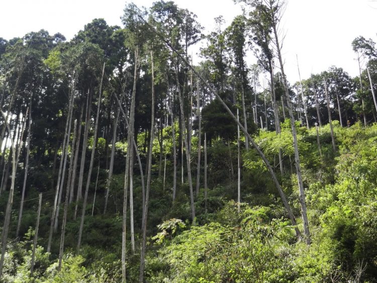 4月27日から始まった「相続土地国庫帰属制度」とは、どのような制度なのか（写真：イメージマート）