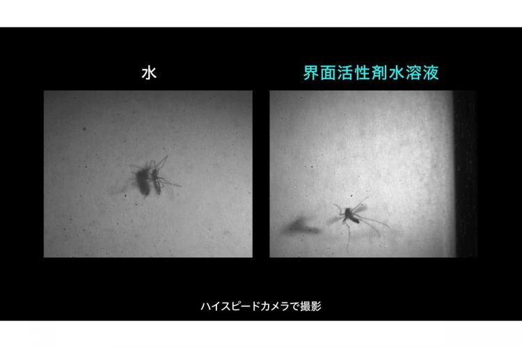 撥水性のある蚊の羽や体を界面活性剤で濡らすことで飛べなくする（画像提供／花王）