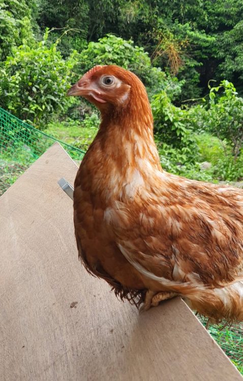 鶏は脱走することもある。「捕まえるのが大変。まるで鬼ごっこしているみたいです」