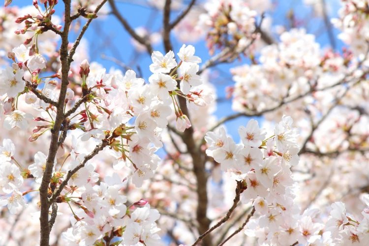 「山の中の大きな桜の木の下に眠りたかった」という故人の願いが叶わないことも…（イメージ）